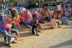 Camel Rides near Udaipur, Rajasthan