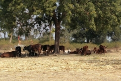 Dairy visit - Farm Tour