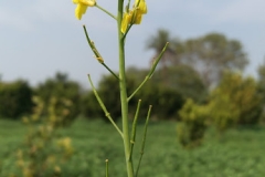 Farm Tour - Mustard buds in the making