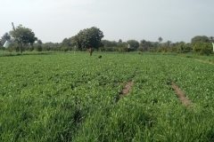 Opium Field at a tender age