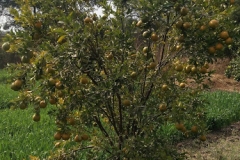 Young Orange tree