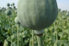 Farm Tour- opium bud